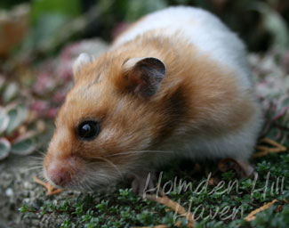 Starla- Golden Tortoiseshell and White (Banded) Satin Shorthaired